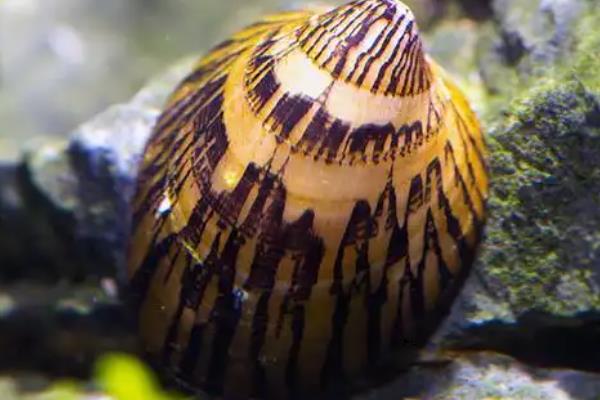 老婆脚蜗牛的饲养方法,可投喂螺旋藻片或青菜叶