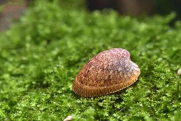 老婆脚蜗牛的饲养方法,可投喂螺旋藻片或青菜叶