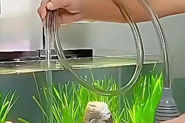 老婆脚蜗牛的饲养方法,可投喂螺旋藻片或青菜叶