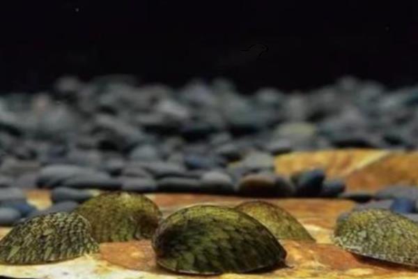 老婆脚蜗牛的饲养方法,可投喂螺旋藻片或青菜叶