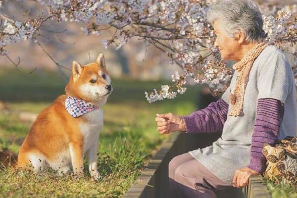 老年狗缺钙的症状,表现为骨质疏松、骨刺增生等