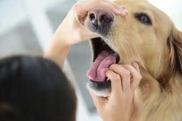 老年狗缺钙的症状,表现为骨质疏松、骨刺增生等