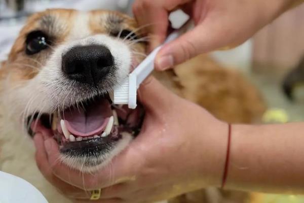 老年狗缺钙的症状,表现为骨质疏松、骨刺增生等