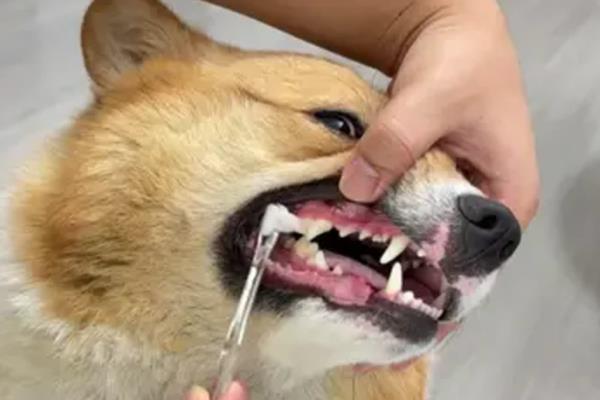 老年狗缺钙的症状,表现为骨质疏松、骨刺增生等