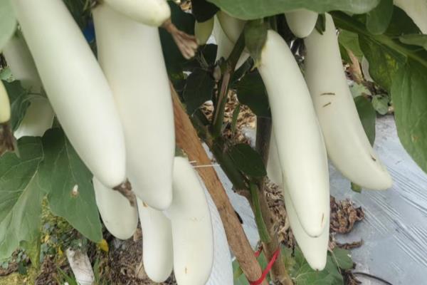 造成茄子畸形的原因，可能是高温下处理花朵所致