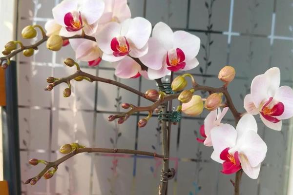 为什么蝴蝶兰掉花骨朵，可能是施肥不当所致