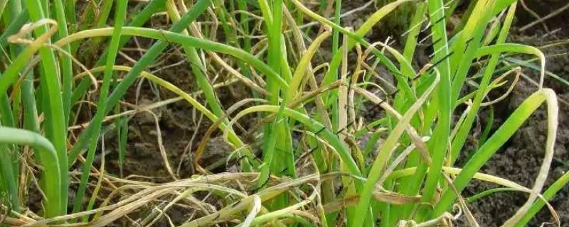 秋季大葱病虫如何防治，不同病害的防治方法不同