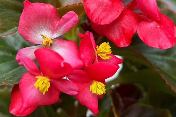 秋季适合在室内种什么花,四季海棠、百日草、长寿花等品种都很合适