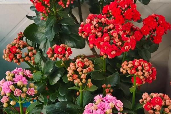 秋季适合在室内种什么花,四季海棠、百日草、长寿花等品种都很合适