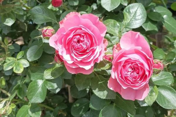 秋季适合在室内种什么花,四季海棠、百日草、长寿花等品种都很合适