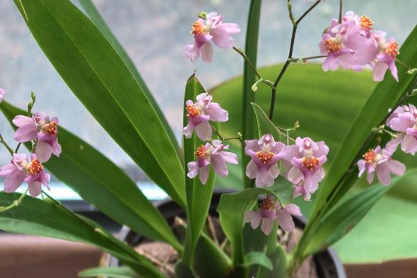 秋季适合在室内种什么花,四季海棠、百日草、长寿花等品种都很合适