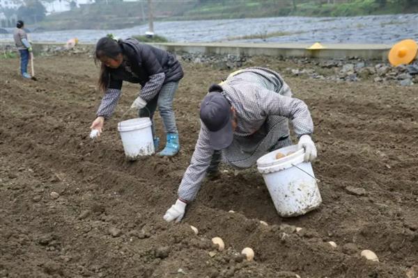 土豆苗长太高如何解决,每隔1周喷一次矮化剂