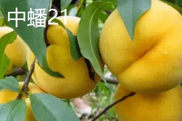 中蟠21和中蟠19的特点,前者呈橙黄色、后者主要呈红色