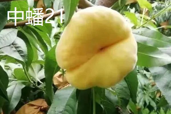 中蟠21和中蟠19的特点,前者呈橙黄色、后者主要呈红色