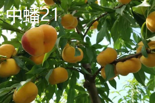 中蟠21和中蟠19的特点,前者呈橙黄色、后者主要呈红色