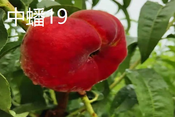 中蟠21和中蟠19的特点,前者呈橙黄色、后者主要呈红色