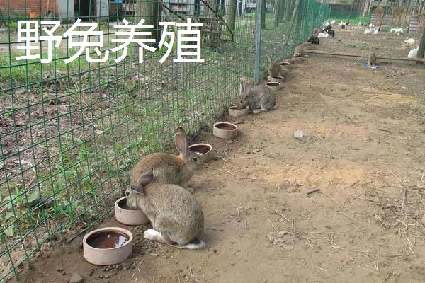 农村干什么养殖销路好,推荐野兔养殖、野鸡养殖等