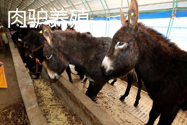 农村干什么养殖销路好,推荐野兔养殖、野鸡养殖等