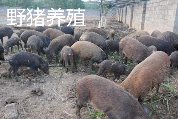 农村干什么养殖销路好,推荐野兔养殖、野鸡养殖等