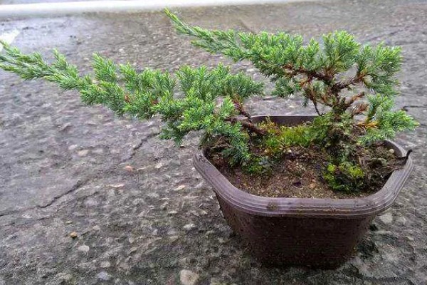 柏树叶发黄干枯如何防治,放置到光线明亮处养护