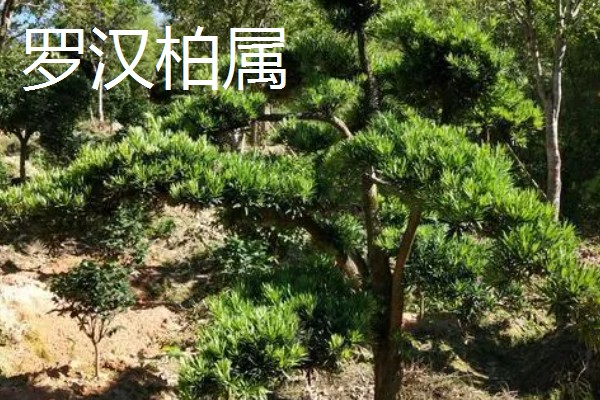 柏树叶发黄干枯如何防治,放置到光线明亮处养护