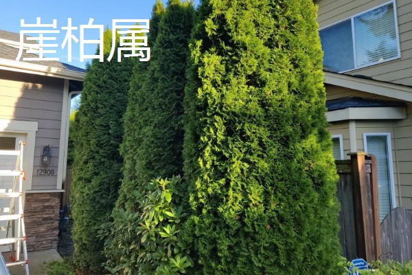 柏树叶发黄干枯如何防治,放置到光线明亮处养护