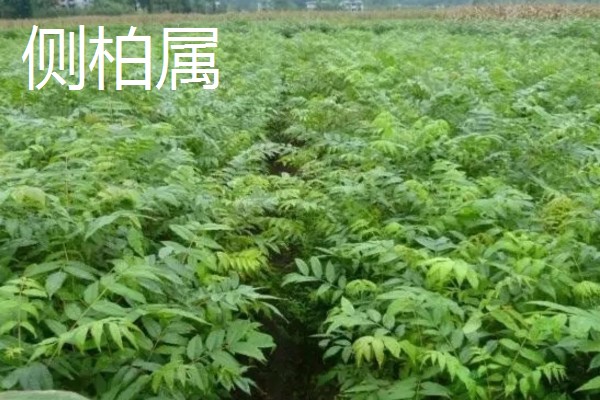 柏树叶发黄干枯如何防治,放置到光线明亮处养护