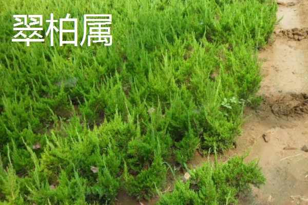 柏树叶发黄干枯如何防治,放置到光线明亮处养护