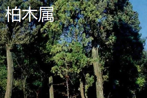 柏树叶发黄干枯如何防治,放置到光线明亮处养护