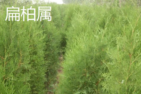 柏树叶发黄干枯如何防治,放置到光线明亮处养护