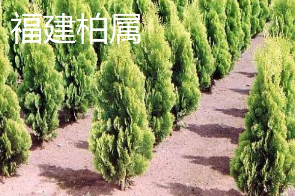 柏树叶发黄干枯如何防治,放置到光线明亮处养护