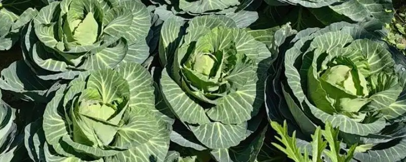 大白菜包心期的管理方法,每隔10-15天施1次