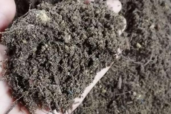 杜鹃花有没有毒,白色和黄色花朵的有毒