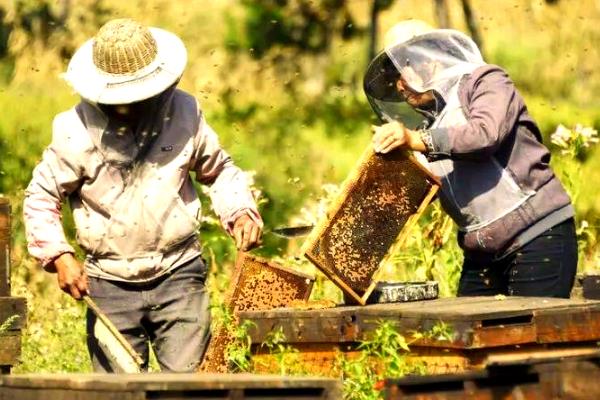 养蜂的工具，包括蜂箱、养蜂帽、蜂扫等