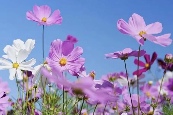 格桑花第二年要不要重新种，种子掉落在土壤上会长出新株