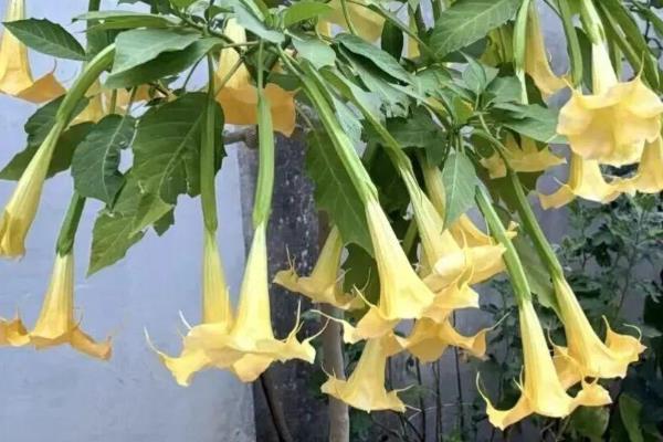 曼陀罗花能室内养吗,不可室内养殖