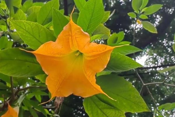 曼陀罗花能室内养吗,不可室内养殖