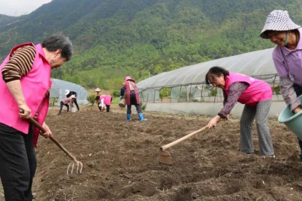 黄瓜的亩产量,二月份种亩产量在一万五千斤左右