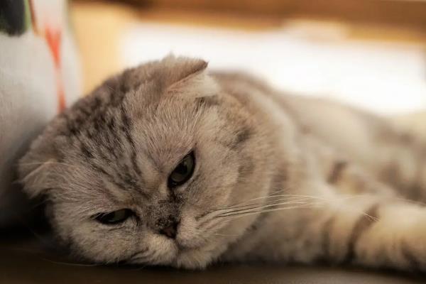 猫不吃东西没精神暴瘦的原因,可能是得了肠胃系统疾病