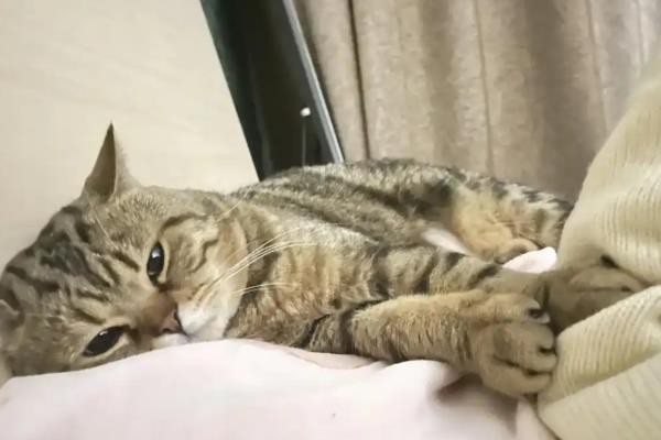 猫不吃东西没精神暴瘦的原因,可能是得了肠胃系统疾病
