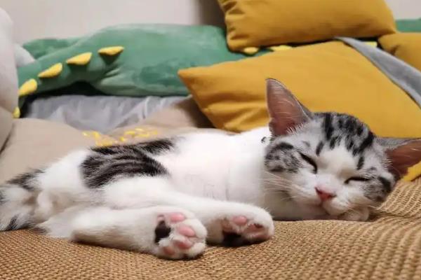 猫不吃东西没精神暴瘦的原因,可能是得了肠胃系统疾病