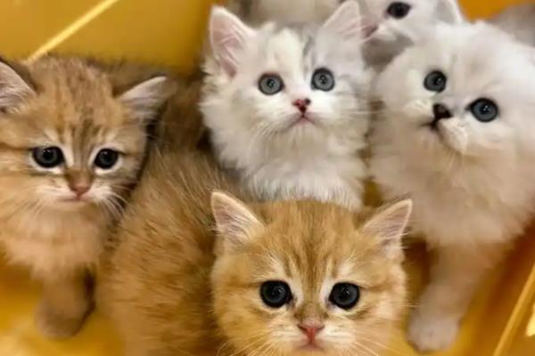 猫不吃东西没精神暴瘦的原因,可能是得了肠胃系统疾病