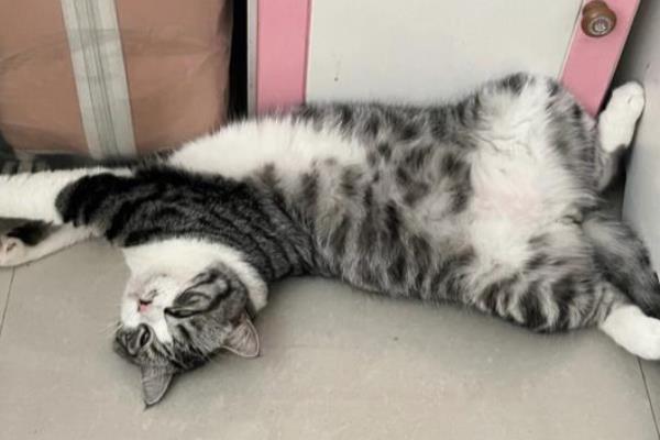 猫不吃东西没精神暴瘦的原因,可能是得了肠胃系统疾病