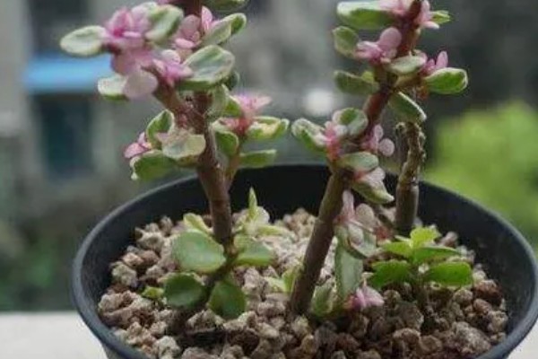 雅乐之舞怎么浇水，根据季节来浇水