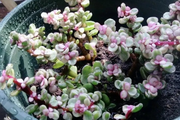 雅乐之舞怎么浇水，根据季节来浇水