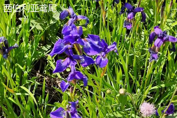 德国鸢尾如何分株繁殖,春季和秋季均可繁殖