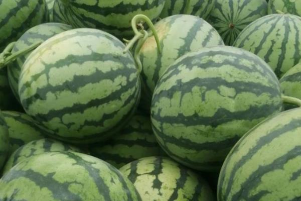 最畅销的西瓜品种，有甜王、麒麟等