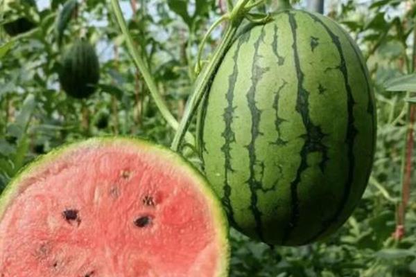 最畅销的西瓜品种，有甜王、麒麟等