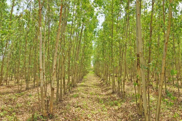 桉树高产的种植技术,适宜在每年春季进行移栽