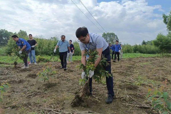 桉树高产的种植技术,适宜在每年春季进行移栽